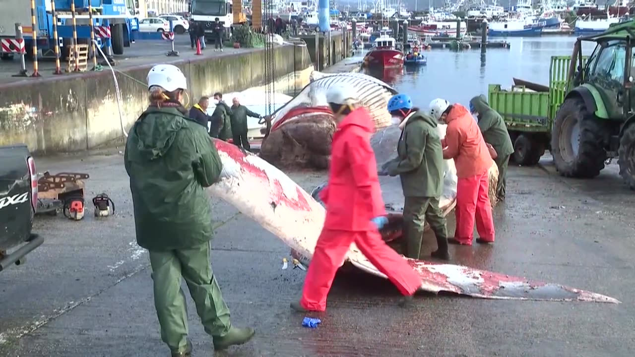 Workers remove massive dead whale found on Spanish shore