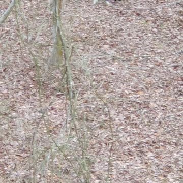 It's better than getting Skunked