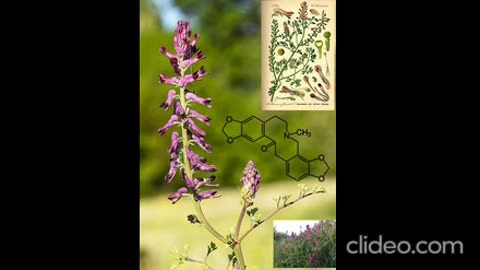 Fumaria officinalis pharmacology properties and an occult warning