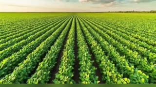 😂💸 Wait For The Ending in This Soybean Sales Epic Fail! | FunFM