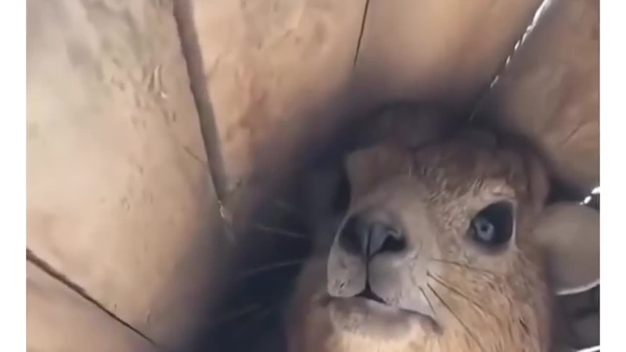 😂🐶 The Funniest Confrontation Between a Cat and a Dog You'll See All Day! | FunFM