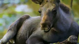 Genesis Science Report