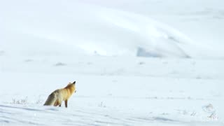 Genesis Science Report