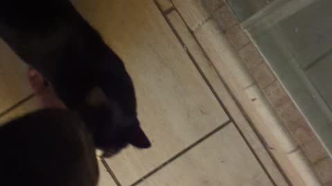 Found My Cat Peeing in the Toilet