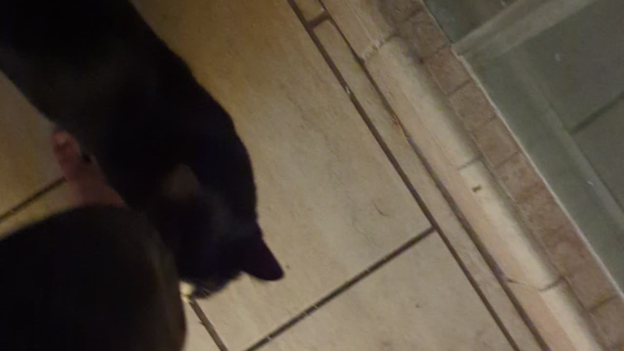 Found My Cat Peeing in the Toilet