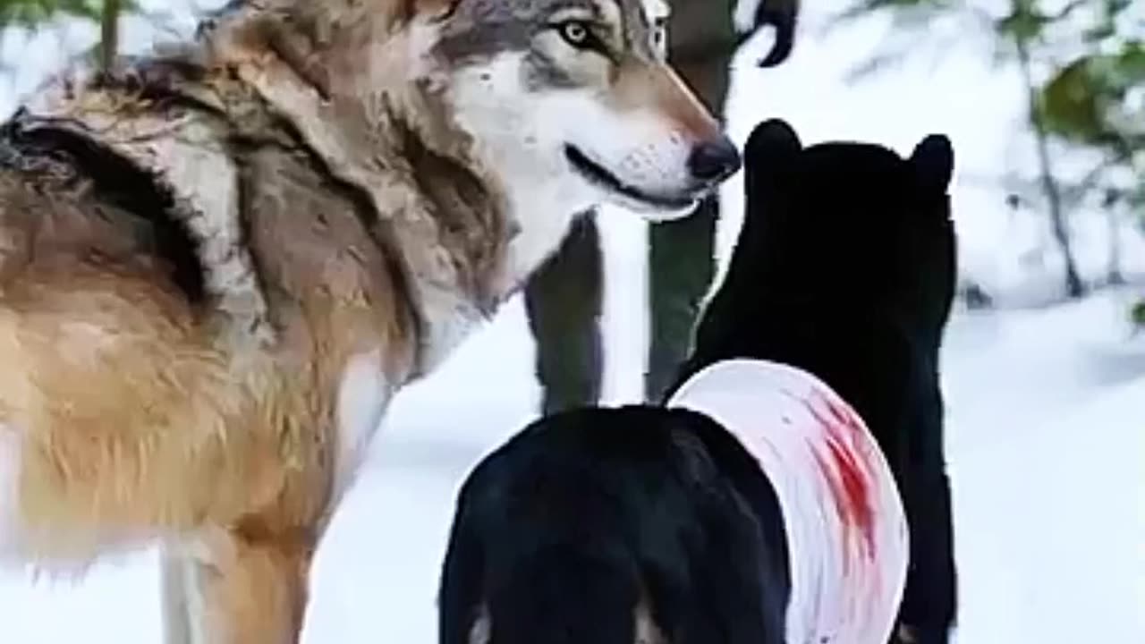 Painful and injured Animals was being helped by Oldman😲