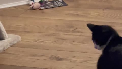 Kitten Shows No Fear While Playing With Large Spider
