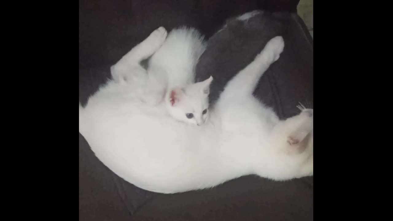 Like mother , like kitten