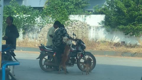 How Many Dog Will Fit On This Bike