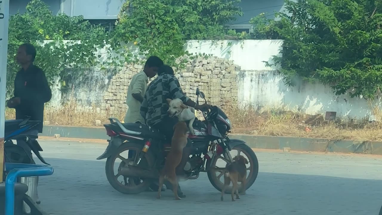 How Many Dog Will Fit On This Bike