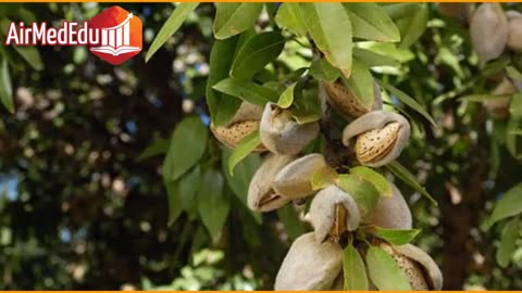 35 Beneficios de las Hojas de Almendro