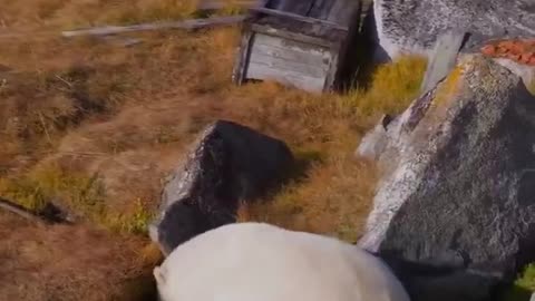 🧊✨ Drone Footage of Polar Bears Living in Abandoned Weather Station! | FeedMyCuriosity