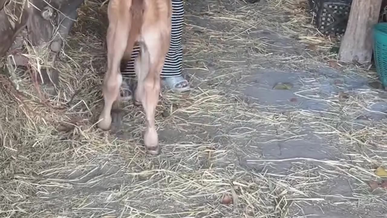 Calves are enjoying heading