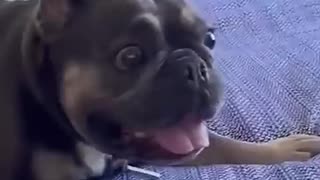 Incredible: I Can't With These Pets!!🤣 🐶 #funny #dogs #pets #funnypets #afv #sho
