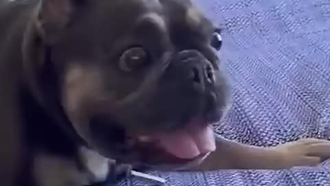 Incredible: I Can't With These Pets!!🤣 🐶 #funny #dogs #pets #funnypets #afv #sho