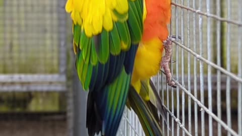 Cute sun conure