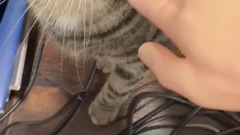 Wednesday Whiskers with SPH featuring a cat. #funny #cats #catsofinstagram