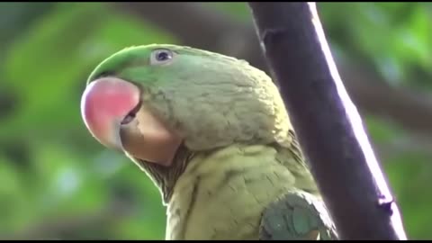 Raw Parrot whistling talking training session 1