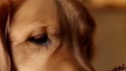 🐶🍗🎄 My Dog Eating His Christmas Meal Might Be the Cutest Thing Ever ❤️❄️