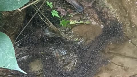 Ants Form Highway Across River