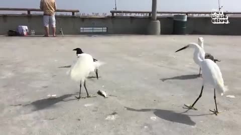 FUNNIEST Birds, Cats & Dogs! 🤣