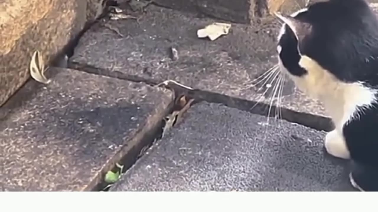 Cat caught fast