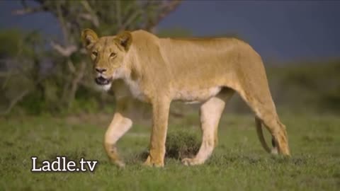 Candace Owens is an African lioness