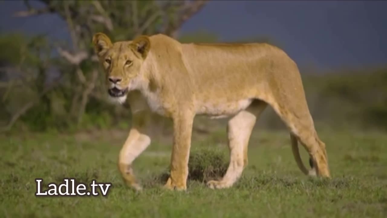 Candace Owens is an African lioness