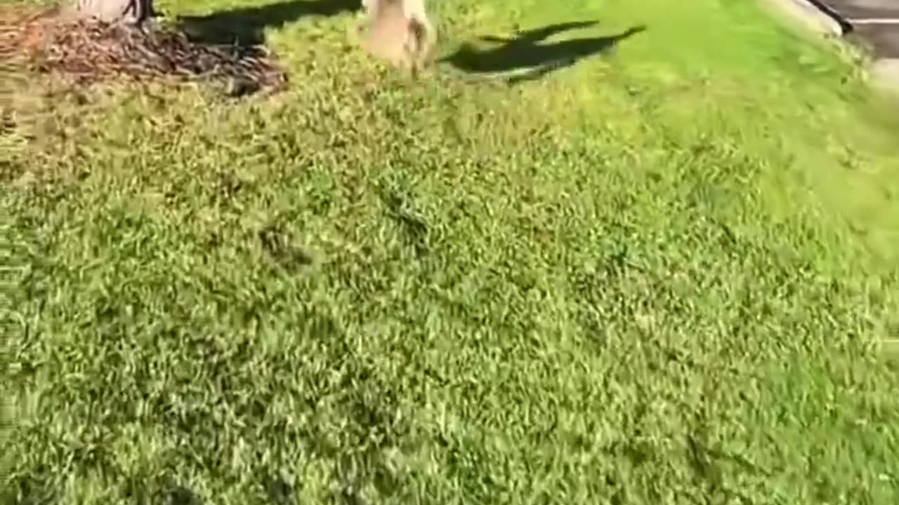 🐎😮 A Deer with Dwarfism! | FeedMyCuriosity