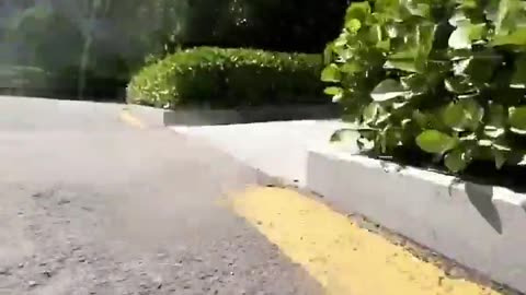 😺🔥 Cat PoV: Furious Chase Between Felines! | FeedMyCuriosity