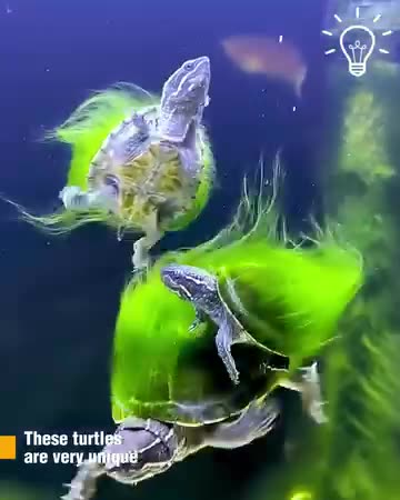 Cool turtles with cool shells