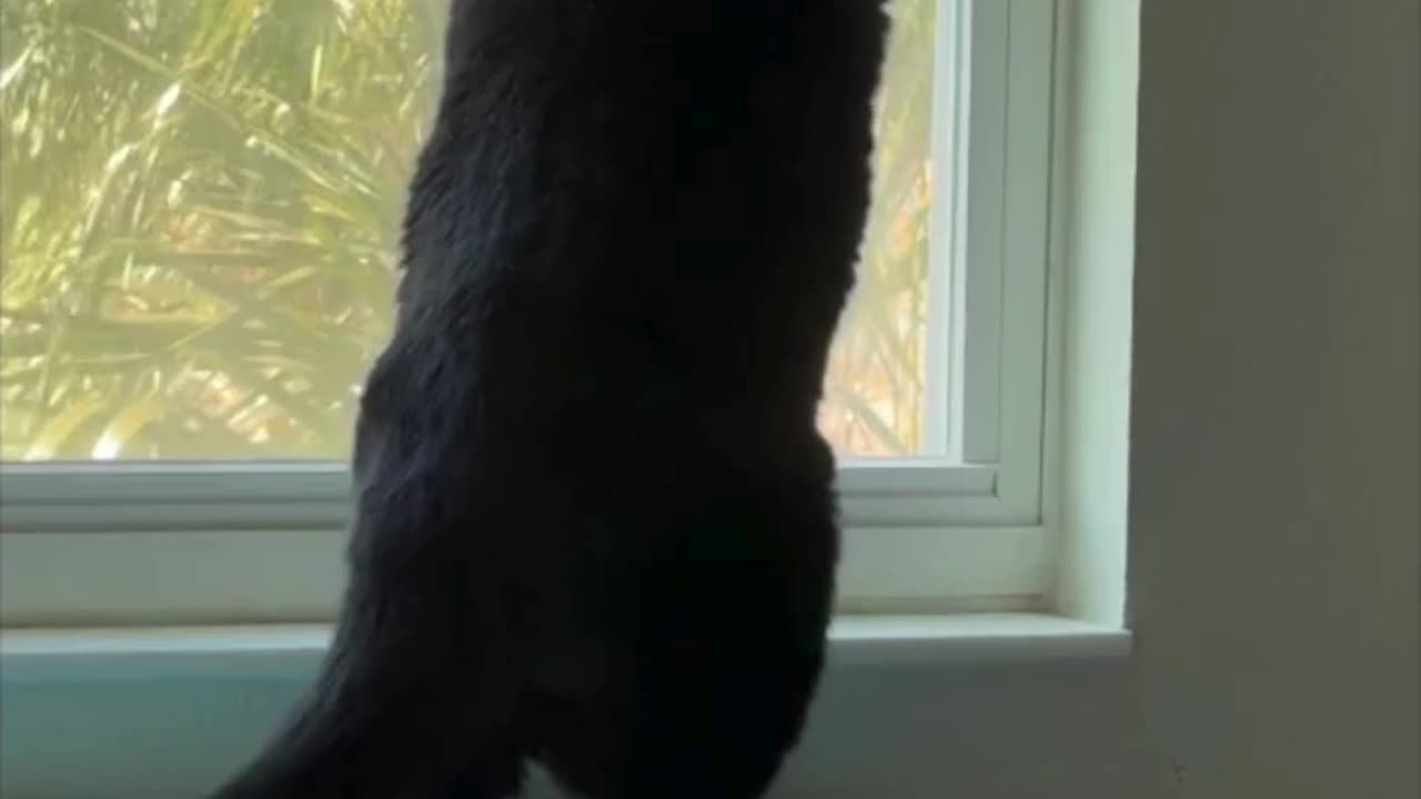 Cute Precious Piper Goes After a Bug - My Adopted Shelter Cat Vlog. #shorts