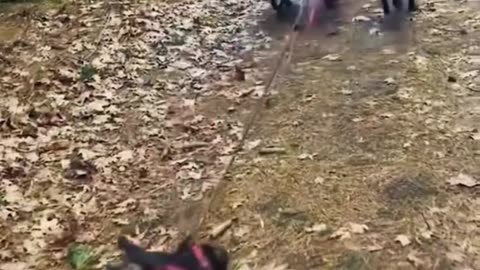 Funny Dogs 😂🐶 | Hilarious Dog Moments You Can’t Stop Watching! 🐾❤️