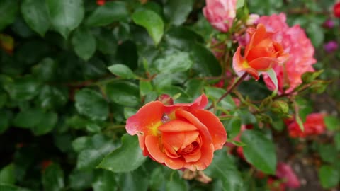 Theodor Fontaine Rose Review