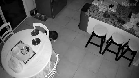 Cat Pulls Table Cloth Off in Accidental Magic Trick