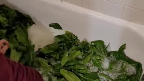 Washing Greens