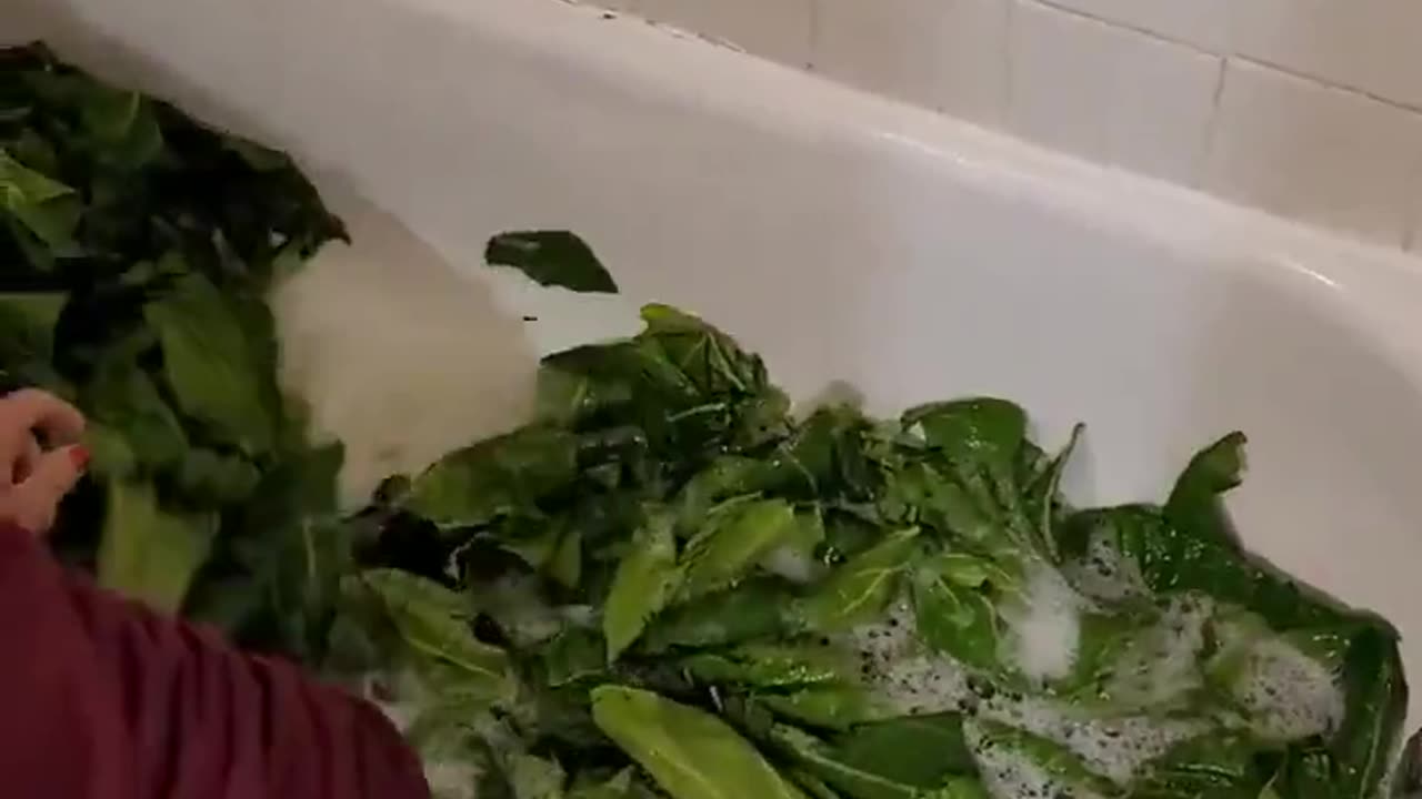Washing Greens