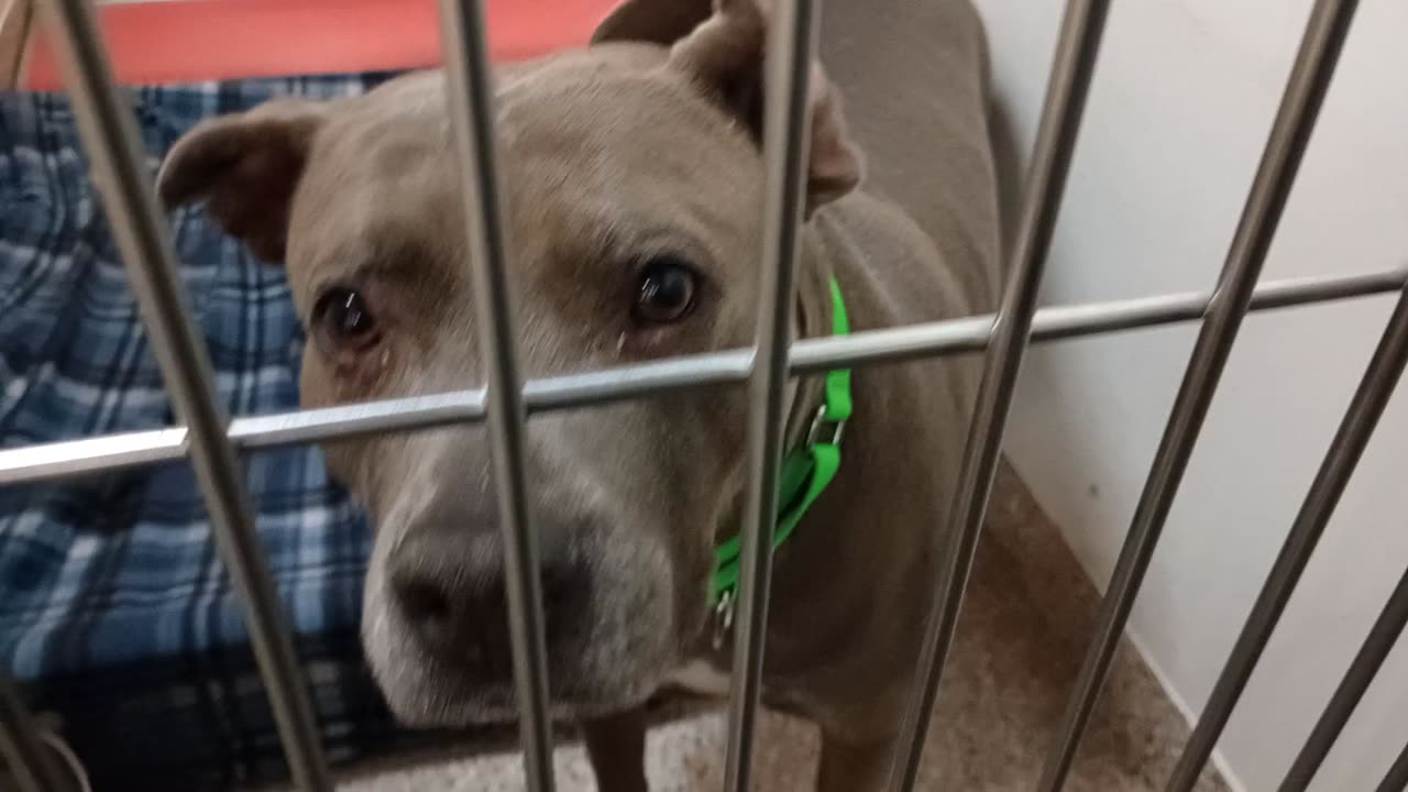 Sky 5y A837256 kennel 100 PACC shelter lady with an angelic heart just had 2 dig a little20251203142