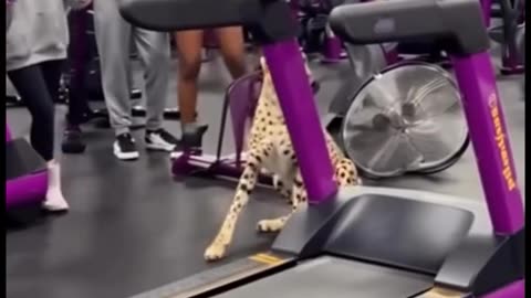 Cheetah on cardio