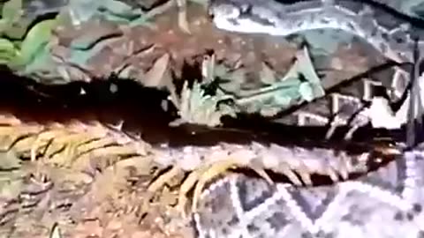 Fight between red scorpion and snake...