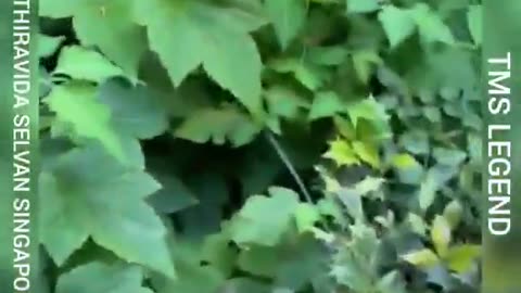 Granddaughter Singapore 02,07,2021 5pm ,,,