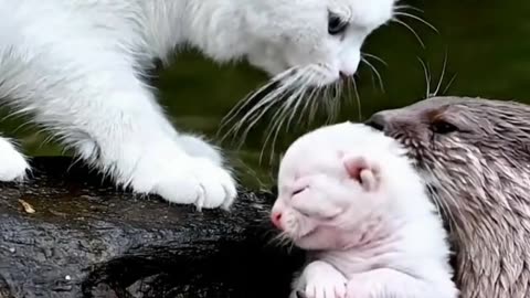 Otter Saves Kitten's Kitten