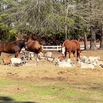 Where did the bale of hay go?