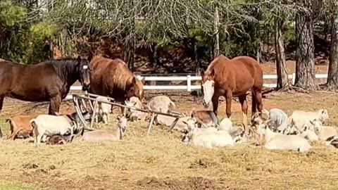 Where did the bale of hay go?