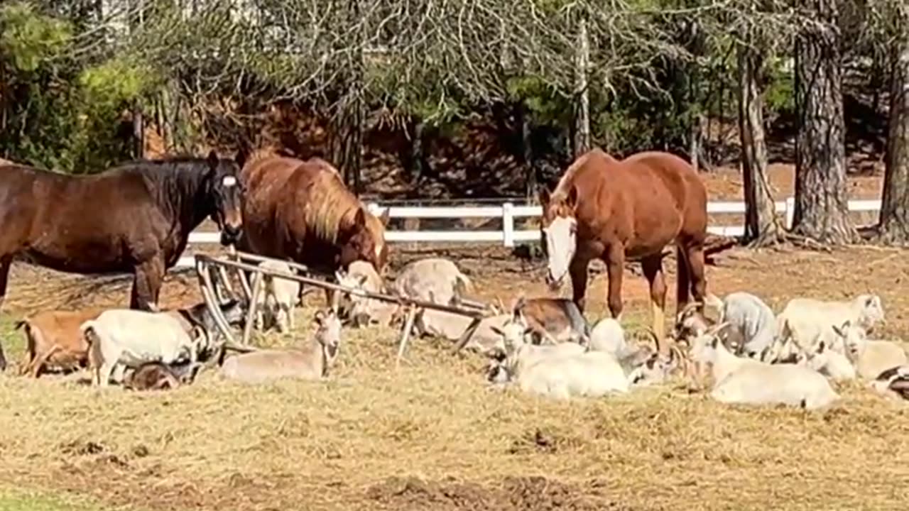 Where did the bale of hay go?