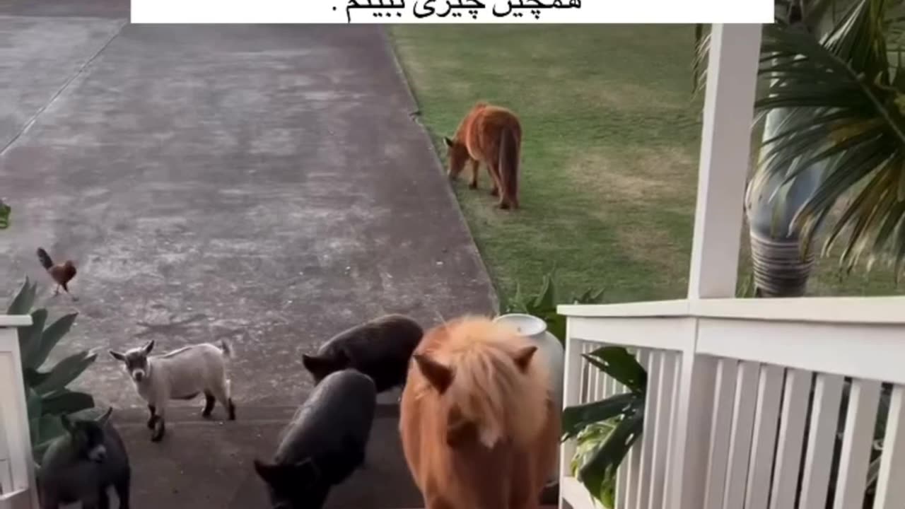 Best yard in the world 😍🥰❤️