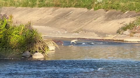 Black-crowned night heron on the Humber River