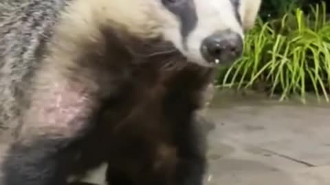 The hungry honey badger who came to steal food _ animals _ love _ shorts