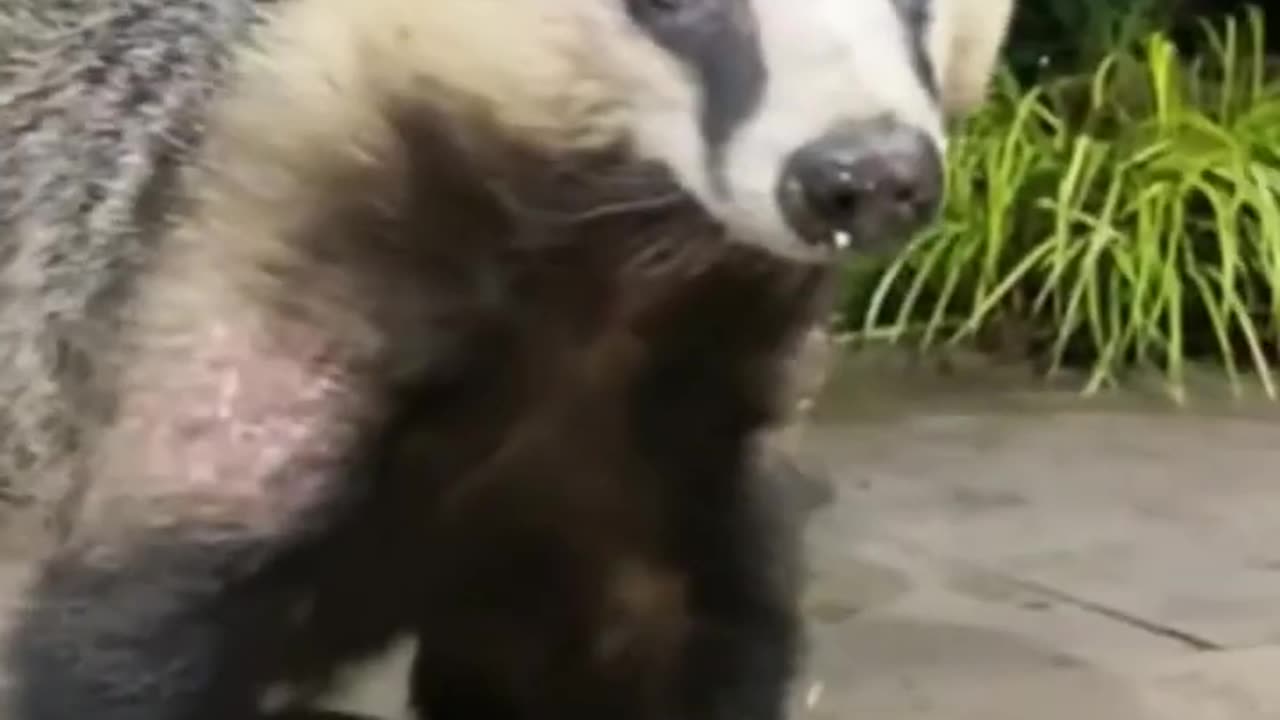 The hungry honey badger who came to steal food _ animals _ love _ shorts