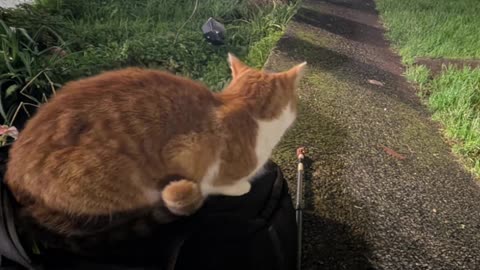 Ananta Vahini after over a year 💕